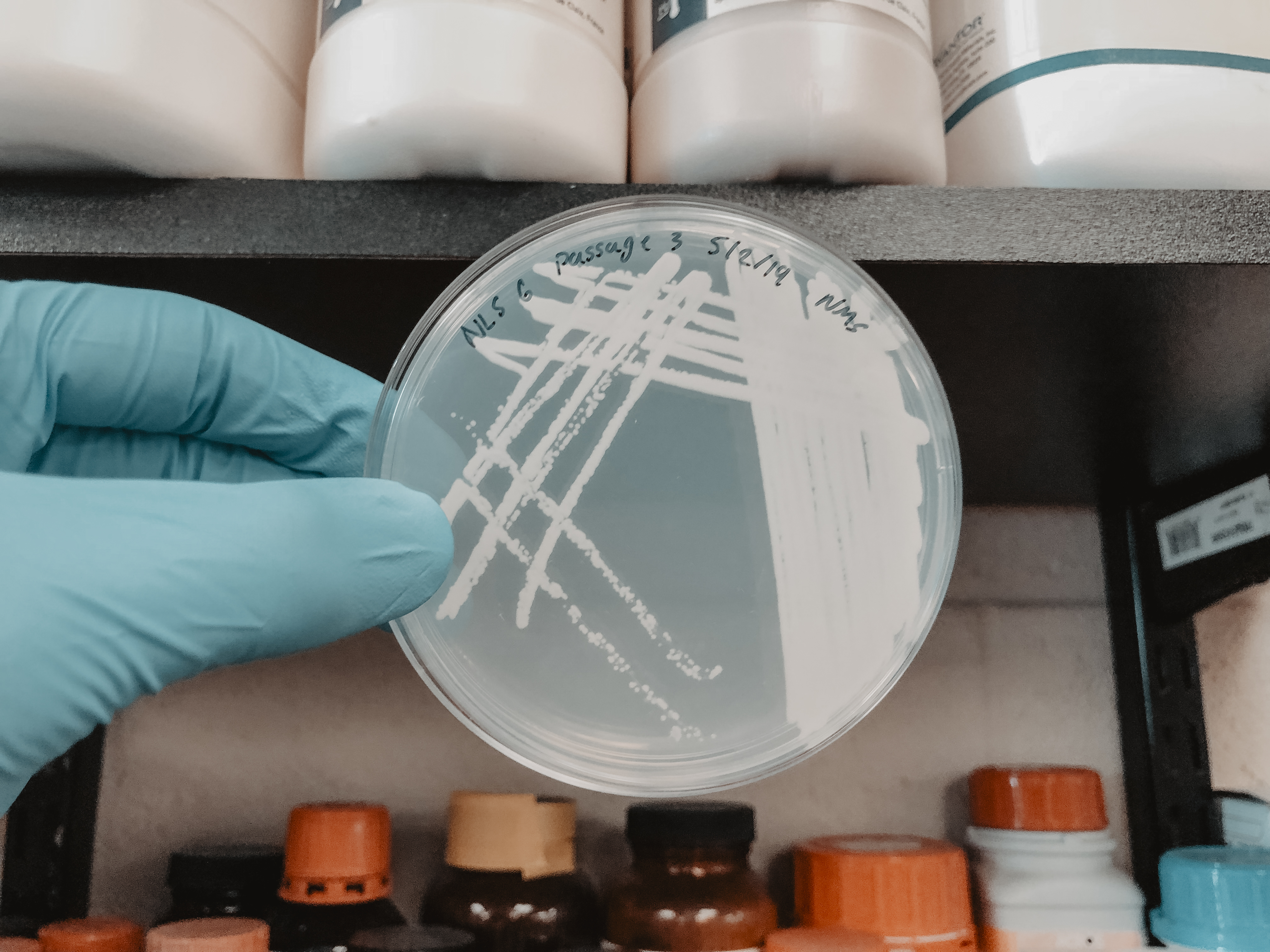 Petri plate with colonies of a methanotrophic microorganism growing on agar