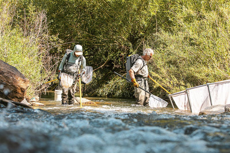 Electrofishing at Whitewood Creek