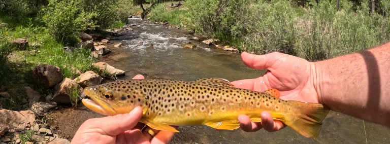 A trout in hand with Whitewood Creek in the background 