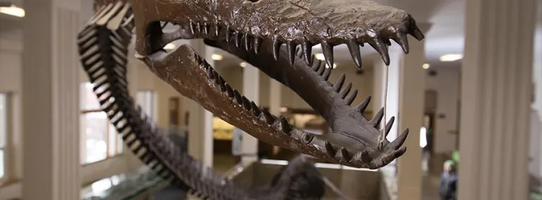 This fossil plesiosaur is among thousands of specimens located at the South Dakota Mines Museum of Geology. 