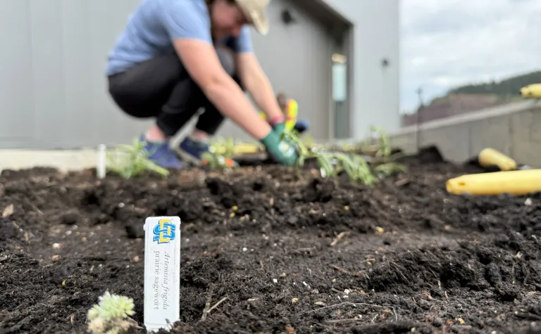 A newly planted bud of prairie sage wort, provided by the Native Plant Initiative at SDSU, in the ground at a garden bed in front of the Sanford Lab Homestake Visitor Center in Lead, SD. 