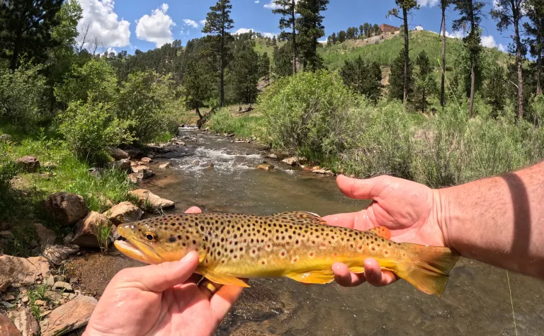 A trout in hand with Whitewood Creek in the background 