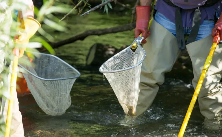 Sanford Lab counts fish in the stream