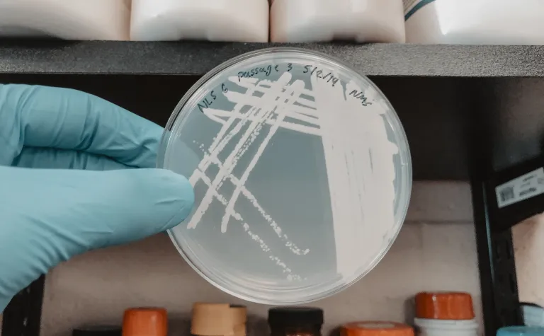 Petri plate with colonies of a methanotrophic microorganism