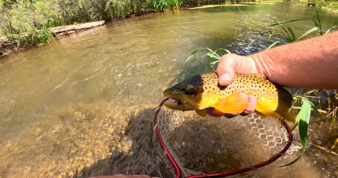 A trout in Whitewood Creek.
