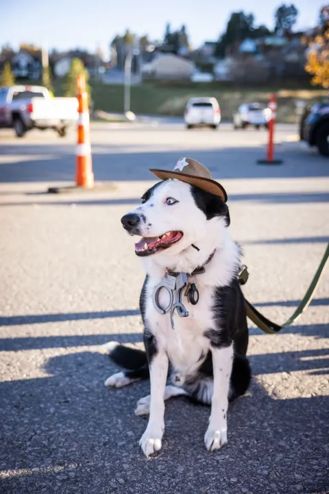A dog dressed up as the sheriff for halloween. 