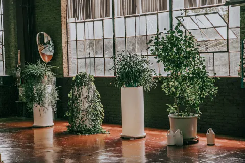 plants in the Ross Hoistroom at Sanford Lab