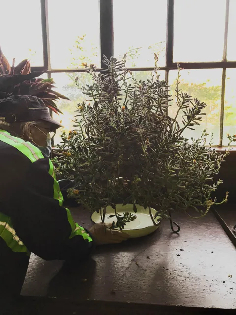 McCormick cares for a red velvet plant