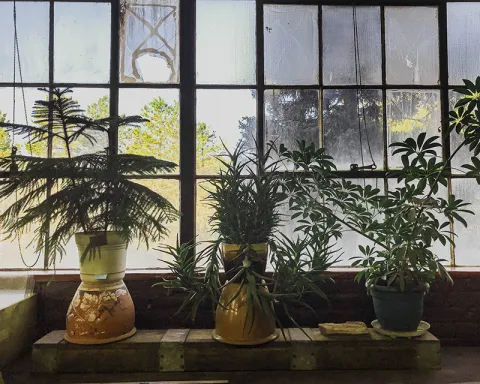 White pine, aloe, and schefflera plants