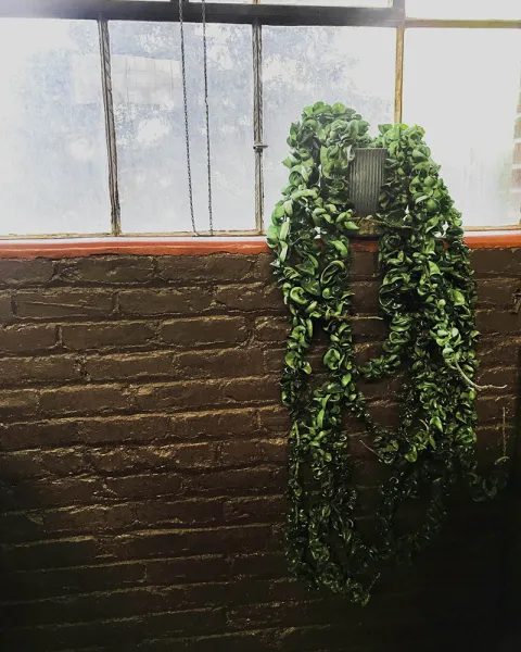 Hindu Rope Plant
