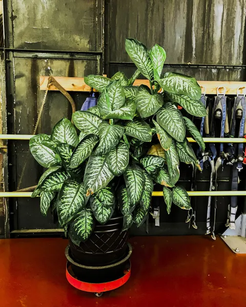 A dieffenbachia grows in the Ross Hoistroom