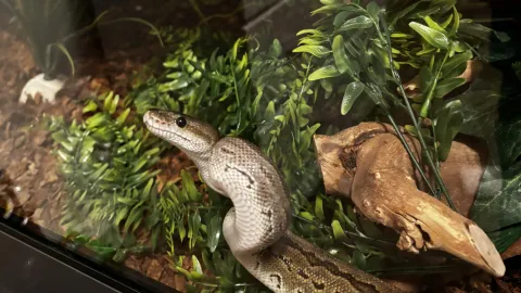 pet snake