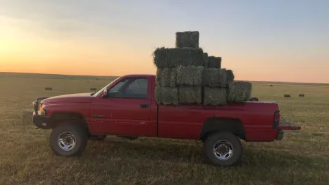 Bales