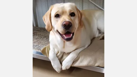 gus